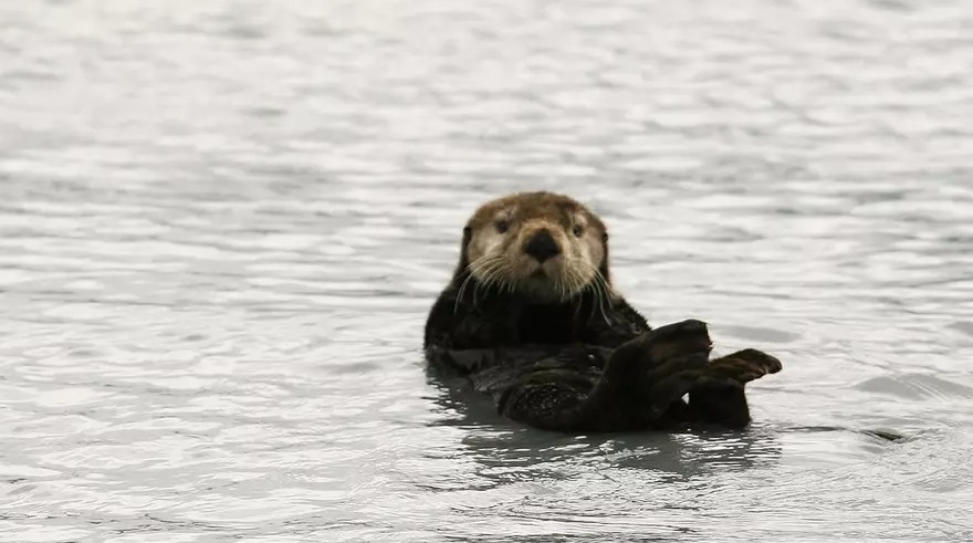 Sea otter floating on its back