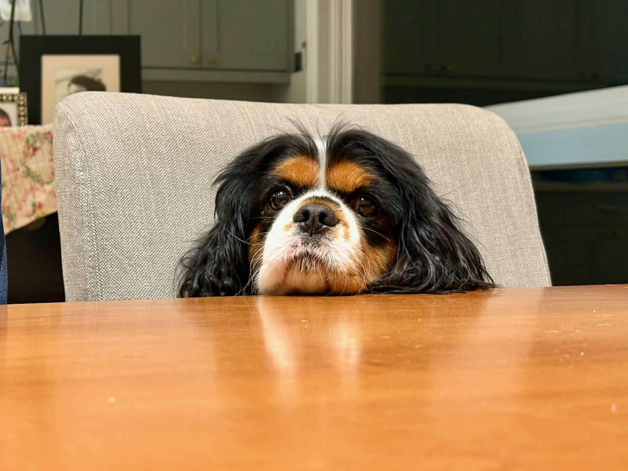 A friendly dog peeking over a wooden table